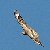 Long-legged Buzzard  "Buteo rufinus"